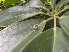 Cytaea