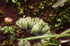 Riccia trichocarpa