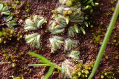 Riccia trichocarpa