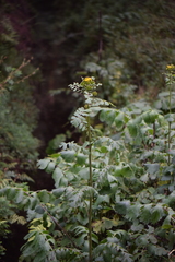 Packera sanguisorbae