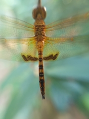 Hydrobasileus croceus