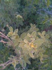 Diospyros lycioides lycioides