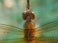 Hydrobasileus croceus