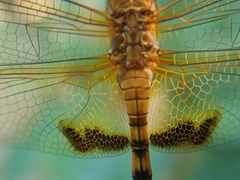 Hydrobasileus croceus