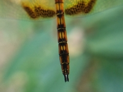 Hydrobasileus croceus