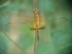 Hydrobasileus croceus