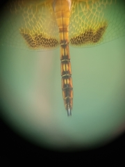 Hydrobasileus croceus