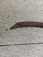 Eupanacra elegantulus