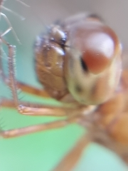 Hydrobasileus croceus