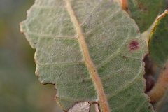 Quercus engelmannii