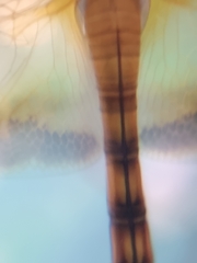 Hydrobasileus croceus