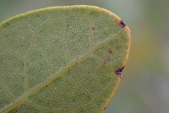 Quercus engelmannii