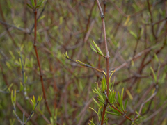 Coprosma intertexta