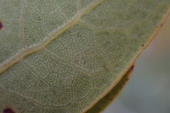 Quercus engelmannii