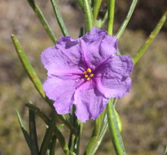 Solanum capsiciforme