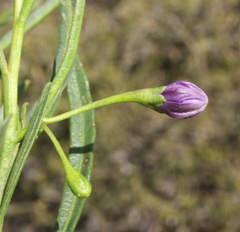 Solanum capsiciforme