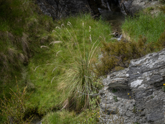 Austroderia richardii