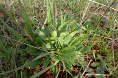 Primula clevelandii