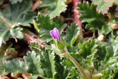 Erodium