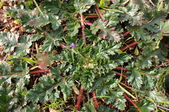 Erodium