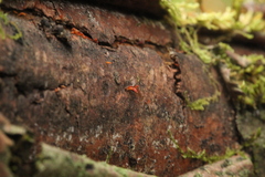 Calocera cornea