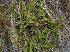 Sonchus novae-zelandiae