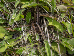 Sonchus novae-zelandiae