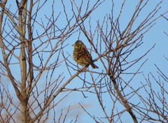 Emberiza personata