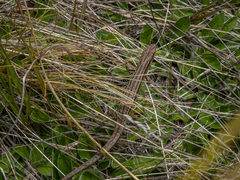Oligosoma