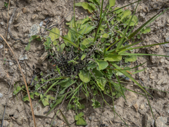 Sonchus novae-zelandiae