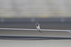 Hirundo rustica gutturalis