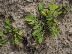 Sonchus novae-zelandiae