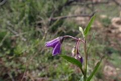 Solanum parishii