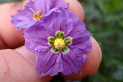 Solanum parishii