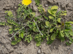 Sonchus novae-zelandiae