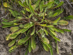Sonchus novae-zelandiae