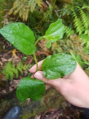 Hackelia latifolia