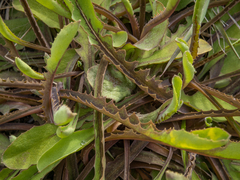 Sonchus novae-zelandiae