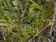 Sonchus novae-zelandiae