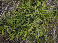 Sonchus novae-zelandiae