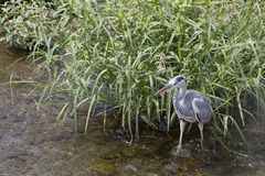 Ardea cinerea jouyi