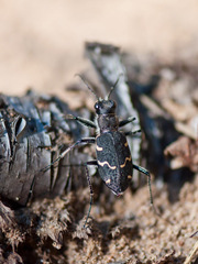 Cicindela sylvatica