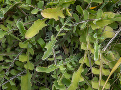 Sonchus novae-zelandiae