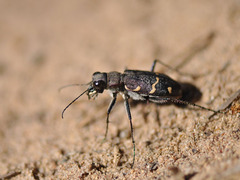 Cicindela sylvatica