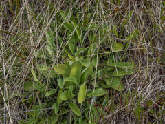 Sonchus novae-zelandiae