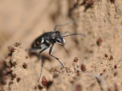 Cicindela sylvatica