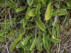 Sonchus novae-zelandiae
