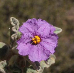 Solanum oldfieldii