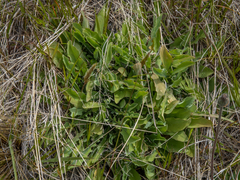 Sonchus novae-zelandiae