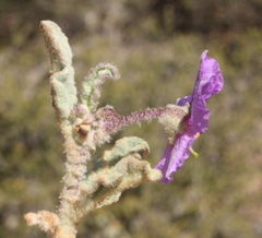 Solanum oldfieldii